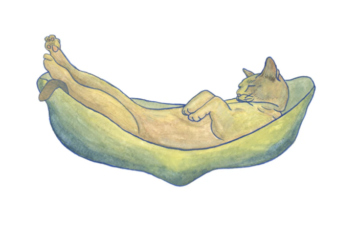 Catnip